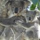 Friends of the Koala