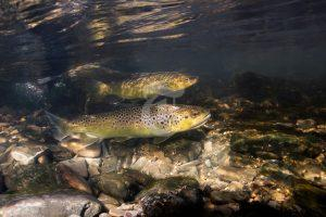 Annual Trout Fishing Closure Commences After June Long Weekend