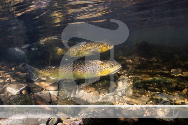 Spawning trout fishing
