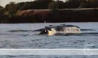 Fishermen captured footage of two humpback whales that swam into the Tweed River