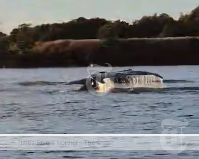 Fishermen captured footage of two humpback whales that swam into the Tweed River