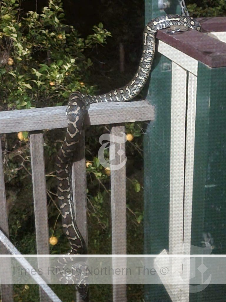 The huge carpet python that Lismore MP Janelle Saffin was greeted by when she arrived home last Tuesday