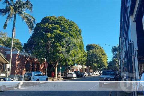 Bangalow Tree