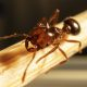 Fire Ant Update – Wardell