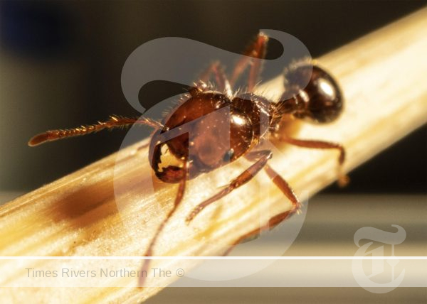 Fire Ant Update – Wardell