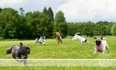 Glenn Innes OFF-LEASH DOG PARK