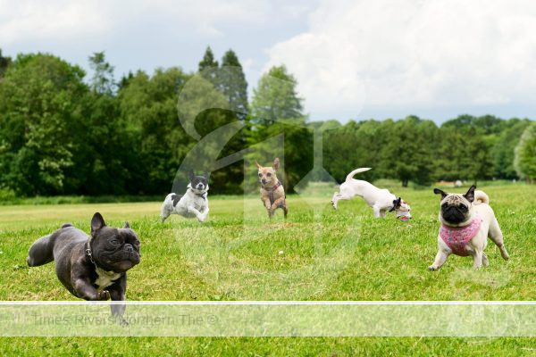 Glenn Innes OFF-LEASH DOG PARK