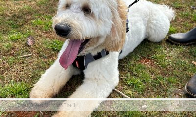 New Dog Park Opens in Alstonville