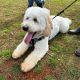 New Dog Park Opens in Alstonville