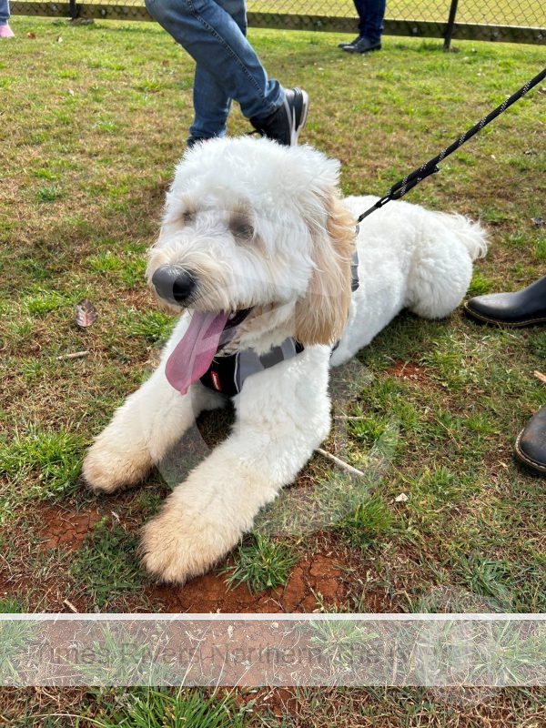 New Dog Park Opens in Alstonville