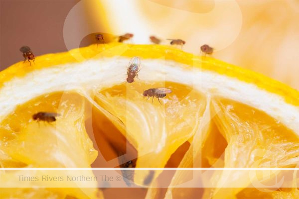 Get Rid of Fruit Flies