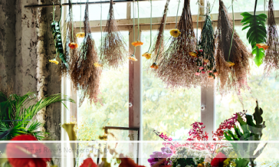 How To Dry Flowers Drying Flowers