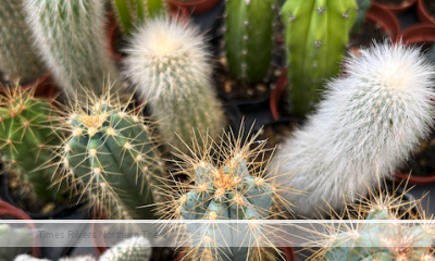 A group of Cacti in Australia