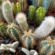 A group of Cacti in Australia