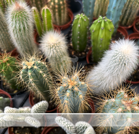 A group of Cacti in Australia