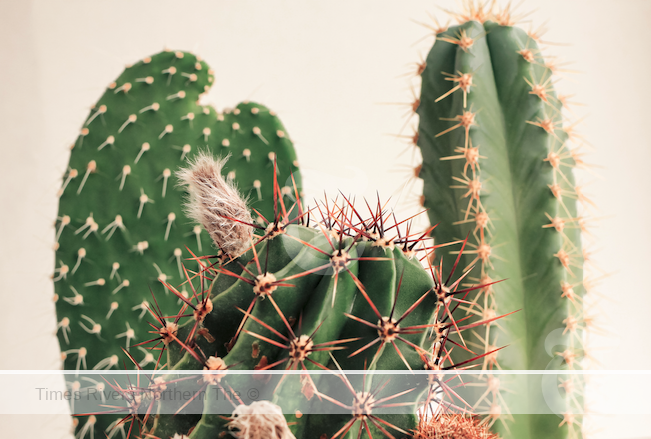 Cacti in Australia