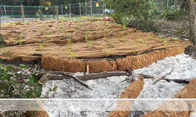 Eroded Bank of Simpsons Creek Restored and Stabilised