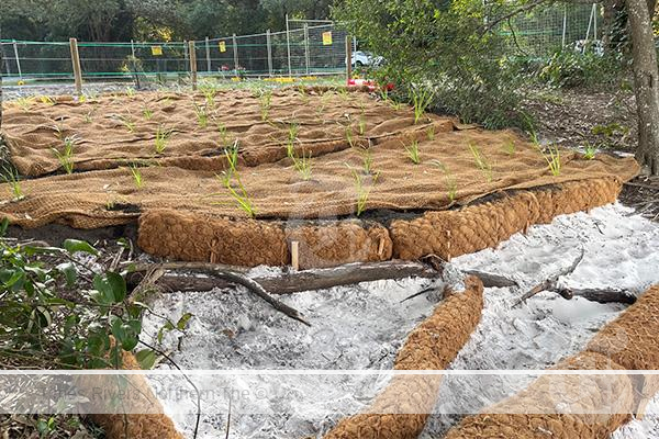 Eroded Bank of Simpsons Creek Restored and Stabilised