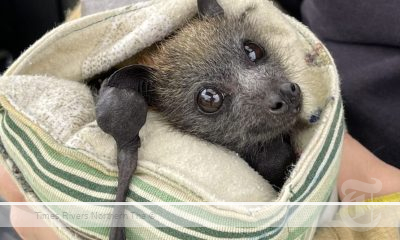 Handling a bat with Lyssavirus