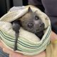 Handling a bat with Lyssavirus