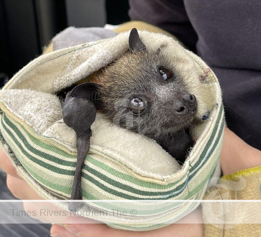 Handling a bat with Lyssavirus