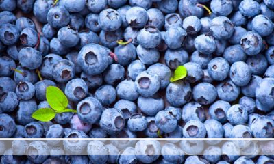 Blueberry Prices