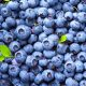 Blueberry Prices