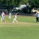 Tucabia cricket