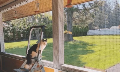 A cat behind cat Netting enclosure