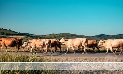 Cows crossing a road for the 2024 Beef Gross Margin Budgets