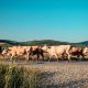 Cows crossing a road for the 2024 Beef Gross Margin Budgets