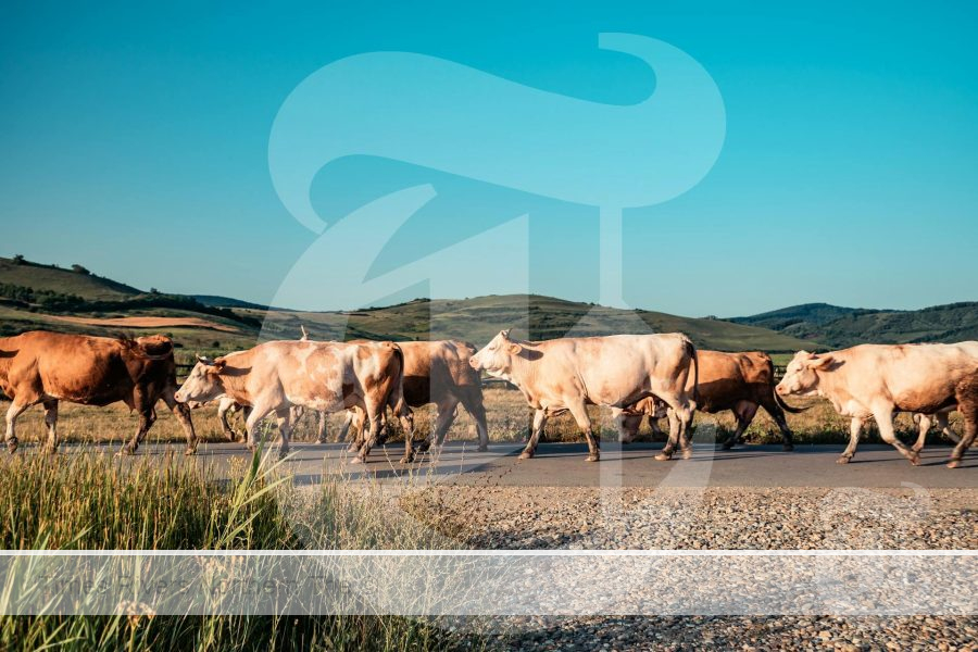 Cows crossing a road for the 2024 Beef Gross Margin Budgets